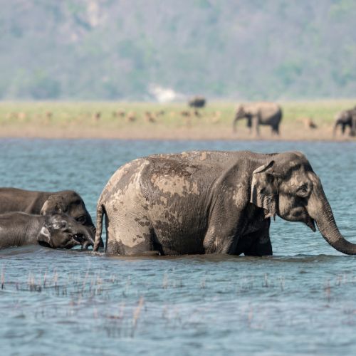 Jim Corbett National Park