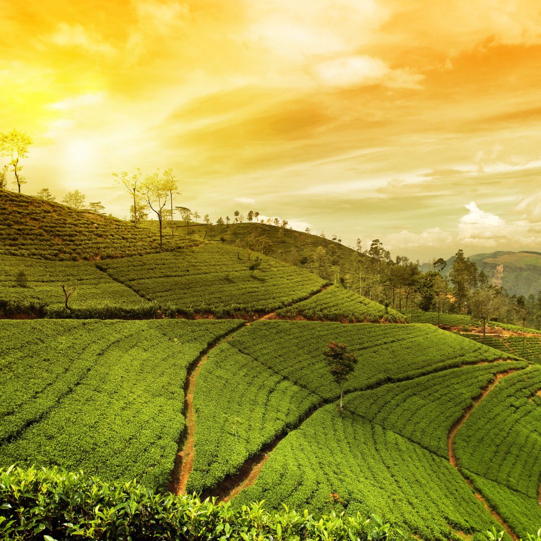 Munnar